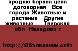 продаю барана цена договорная - Все города Животные и растения » Другие животные   . Тверская обл.,Нелидово г.
